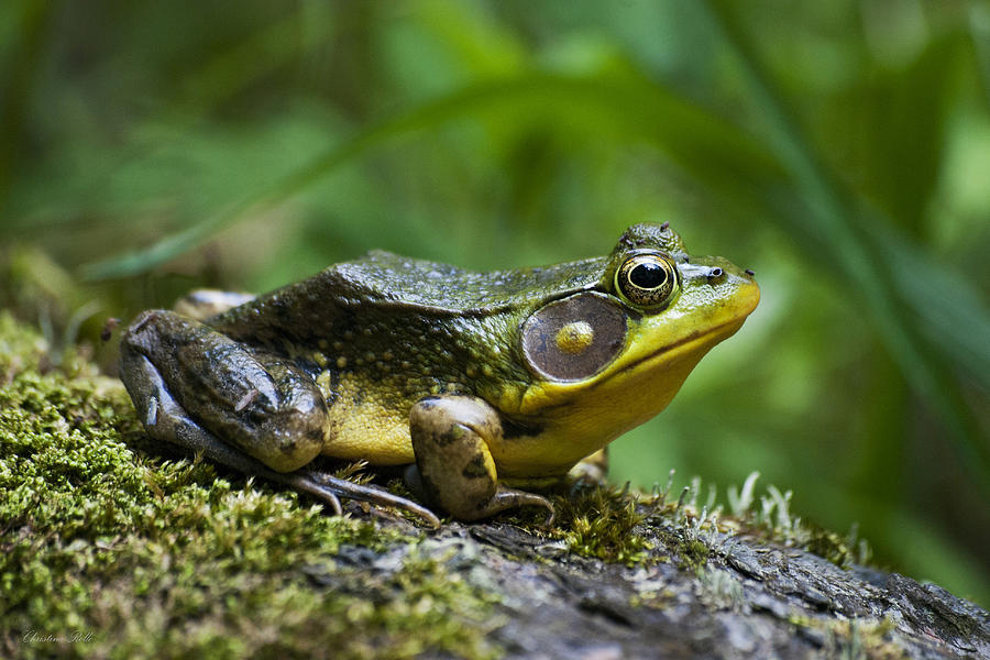 A Frog Is Forever Photograph By Christina Rollo