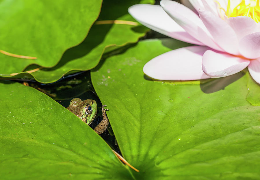 A Frog Peaking Through The Lily Pads Photograph by Debra Brash / Design Pics