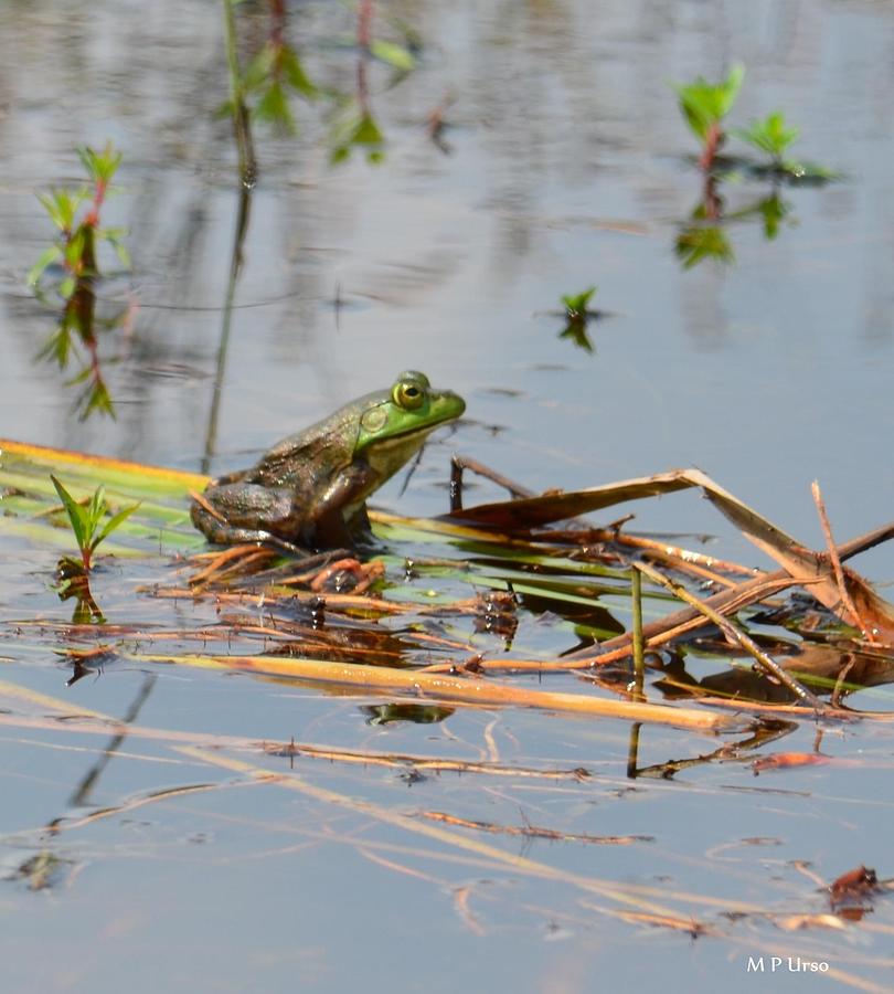 A Frogs Day Out Photograph by Maria Urso
