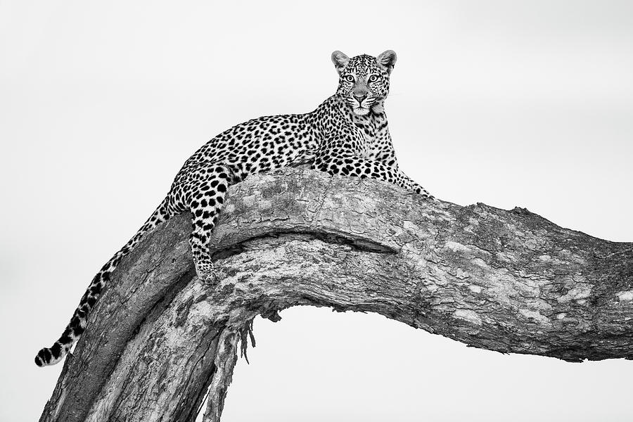 A Frontview Of A Leopard Laying In A Photograph by Jami Tarris