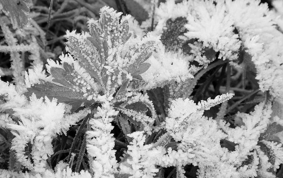 A Frosty Scene Photograph by Darrell MacIver - Pixels