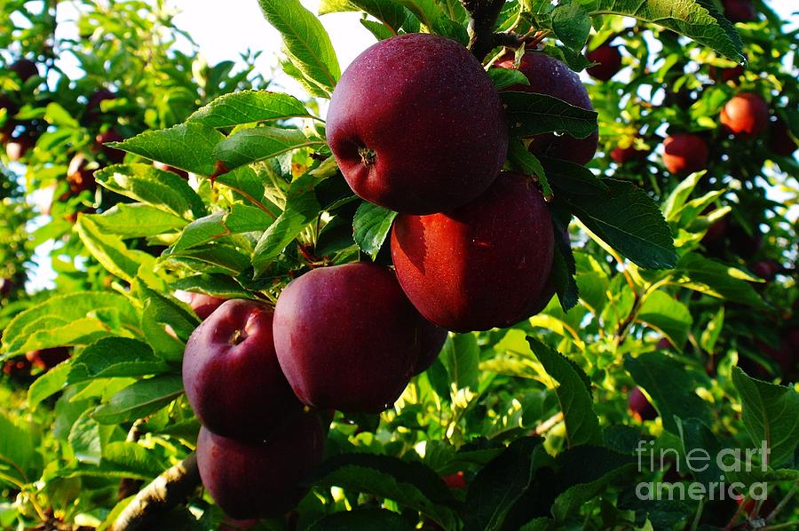 Apple Photograph - A Full Branch  by Jeff Swan