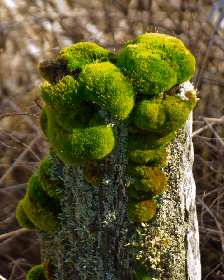 A Fungus among Us Photograph by Tikvahs Hope