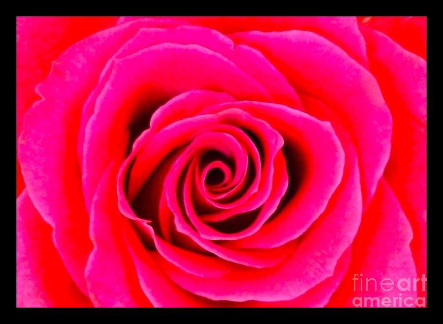 A Fuschia Pink Rose Photograph by Joan-Violet Stretch