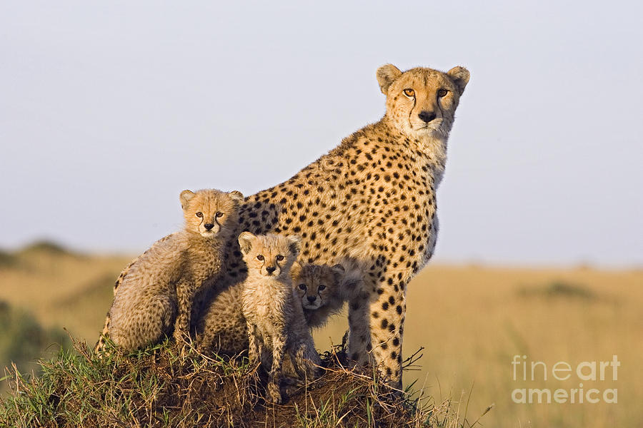 A Future For Cheetahs Photograph by Suzi Eszterhas