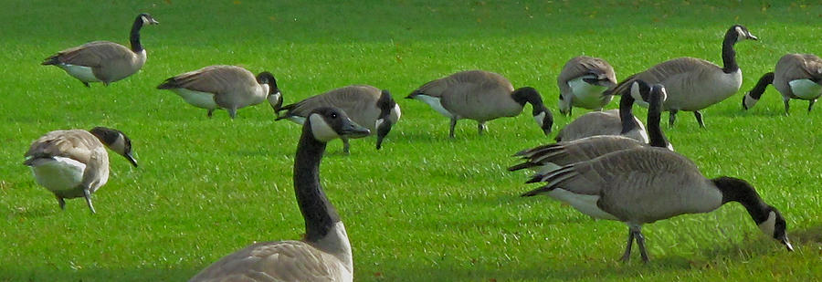 A Gaggle Of Geese Photograph by Ian  MacDonald