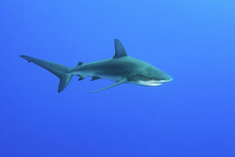 A Galapagos Shark Swimming In Open Blue Photograph by Brook Peterson ...