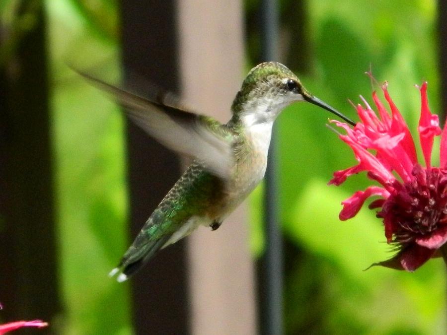 Hummingbird Photograph - A Garden Gift by Terri Waselchuk