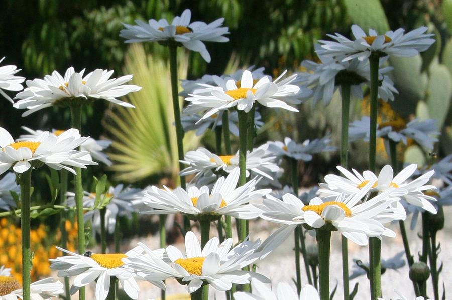 A Garden of White Daisy Flowers Photograph by Taiche Acrylic Art