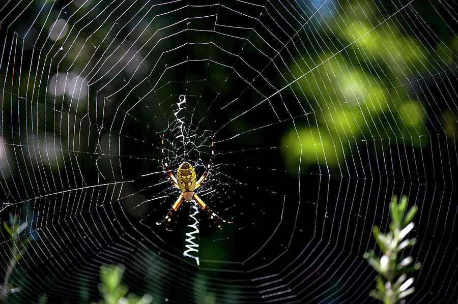 A Garden Spider In Its Web Photograph by Joseph De Sciose - Fine Art ...