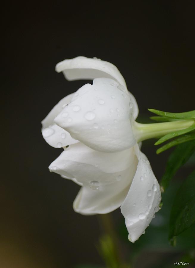 A Gardenia Profile Photograph by Maria Urso