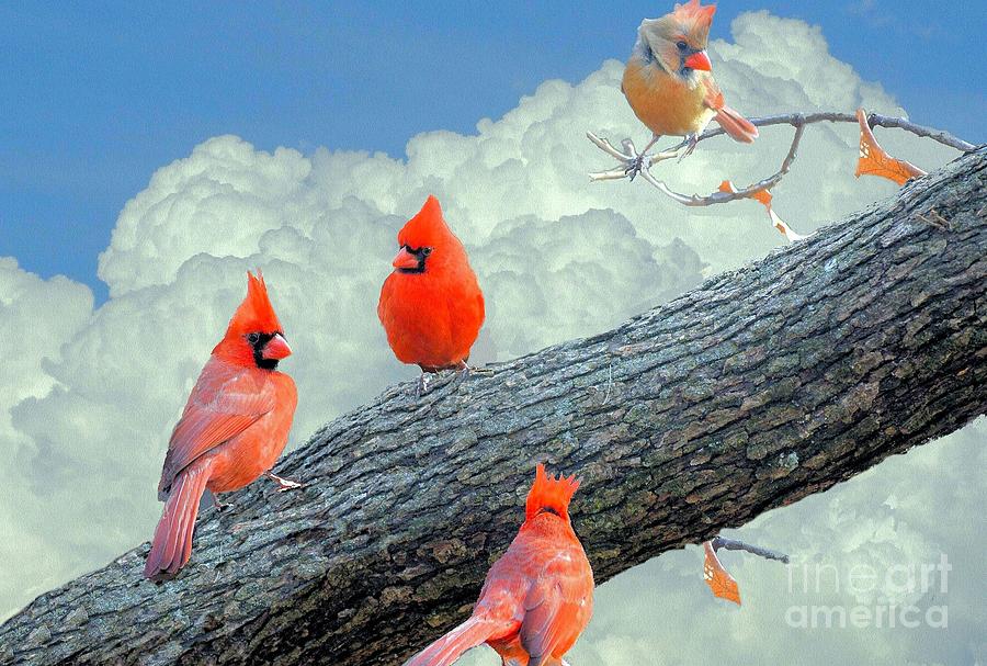 A Gathering of Cardinals Photograph by Janette Boyd
