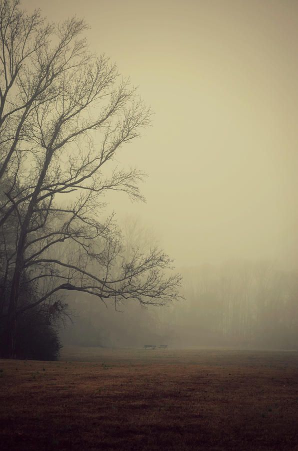 Winter Photograph - A Gathering of Fog by Robin Dickinson