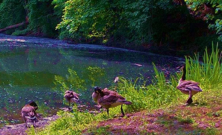 A Gathering  of Geese Photograph by  Sharon Ackley