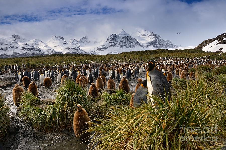 Penguin Photograph - King Penguins with Snowy Mountain Backdrop on South Georgia Island by Tom Schwabel