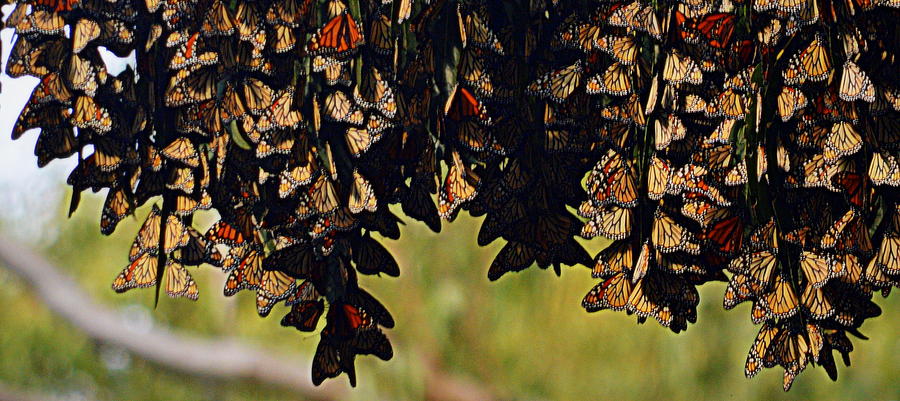 A Gathering of Monarchs Photograph by AJ  Schibig