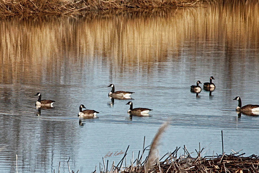 Goose Photograph - A Geese Gathering by Bill Kesler