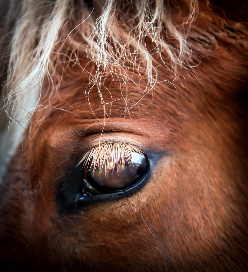 Horse Photograph - A Gentle Soul by Karen Wiles