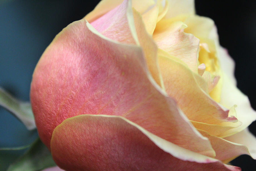 gentle souls rosette