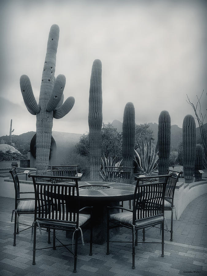 Tucson Photograph - A Gentle Winter Rain by Lucinda Walter