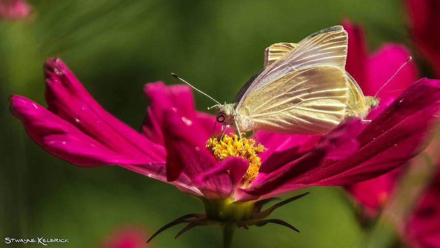 Butterfly Photograph - A Georgous butterfly macrophotography by Stwayne Keubrick Butterfly Photograph - A Georgous butterfly macrophotography by Stwayne Keubrick
