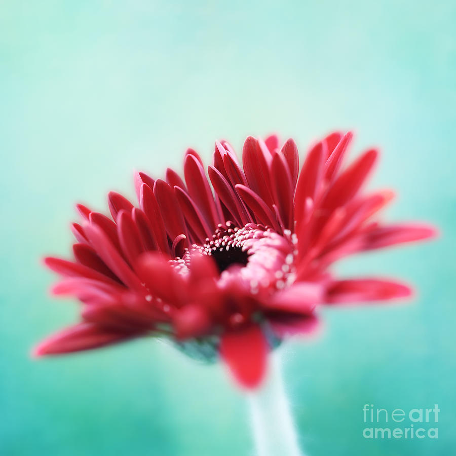 Flower Photograph - A Gerbera by LHJB Photography