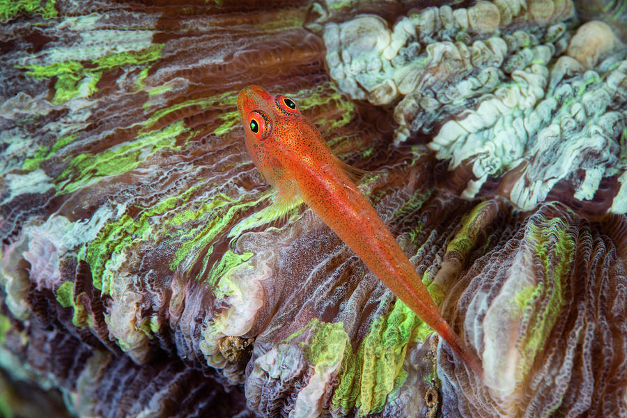 A Ghost Goby Rests On A Colorful Photograph by Ethan Daniels
