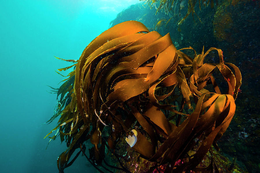 A Giant Kelp Outcropping Grows On Marys Photograph by Jennifor Idol