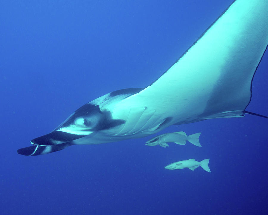 giant oceanic manta ray size comparison