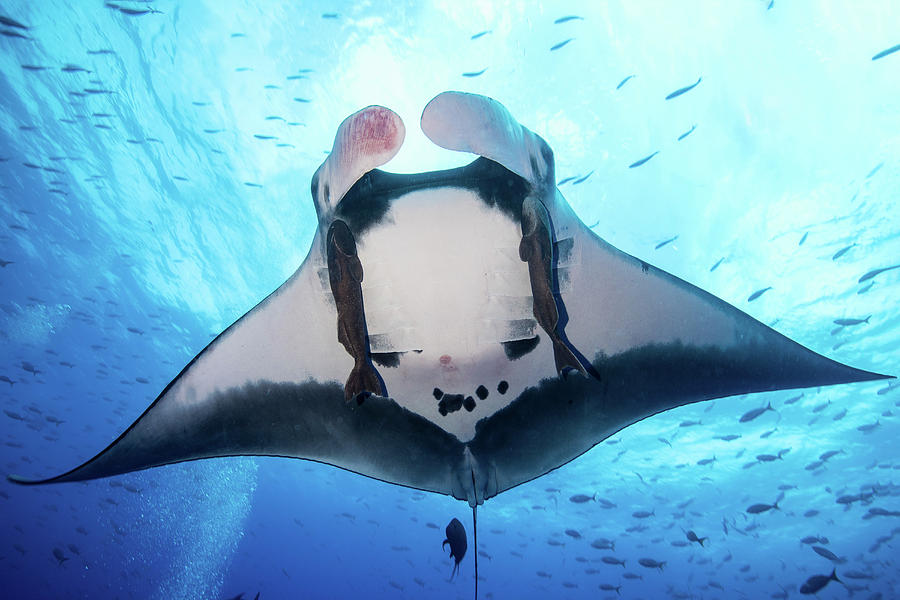 giant oceanic manta ray age