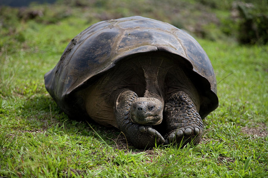 A Giant Tortoise Takes A Cat Nap Photograph by Eric Rorer - Fine Art ...