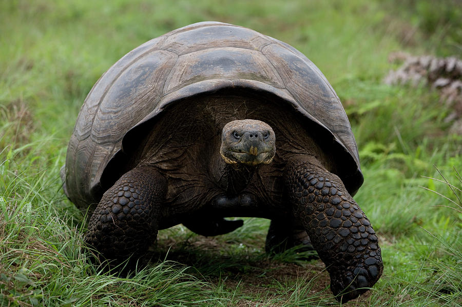 A Giant Tortoise Walks Along The Rim Photograph by Eric Rorer A Giant Tortoise Walks Along The Rim Photograph by Eric Rorer