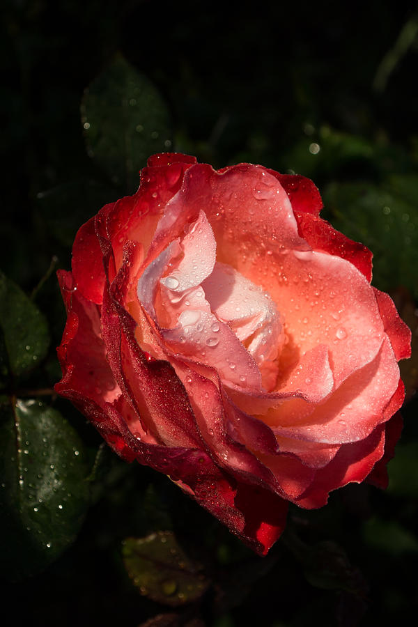 A Gift From My Mothers Garden - Chiaroscuro Rose Photograph by Georgia Mizuleva