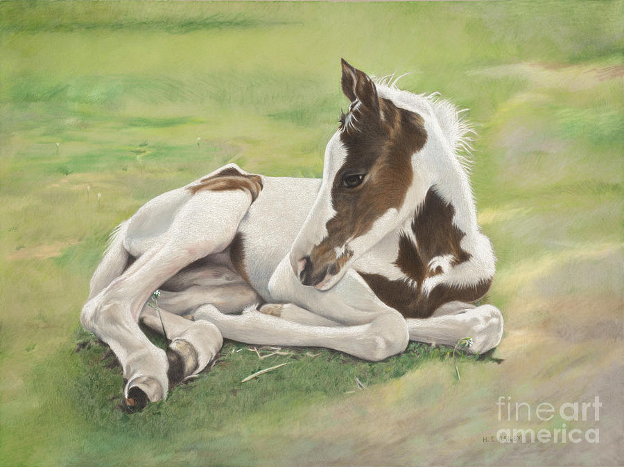 Paint Foal Drawing - A Gift Of Spring by Helen Bailey