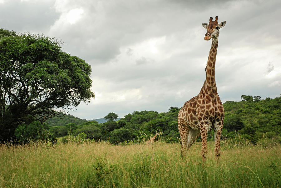 Nature Photograph - A Giraffe At Hluhluwe-imfolozi Game by Jeremy Wade Shockley
