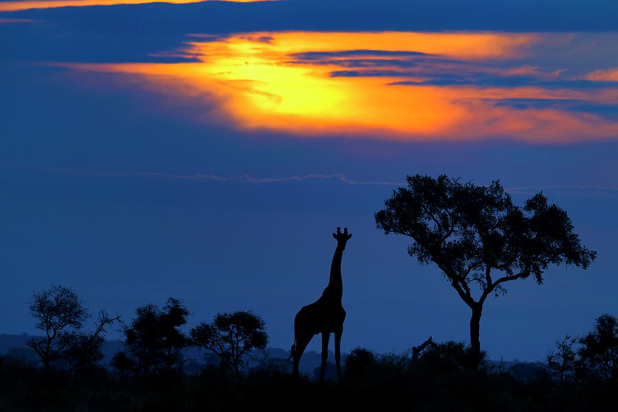 Nature Photograph - A Giraffe At Sunset by Mario Moreno
