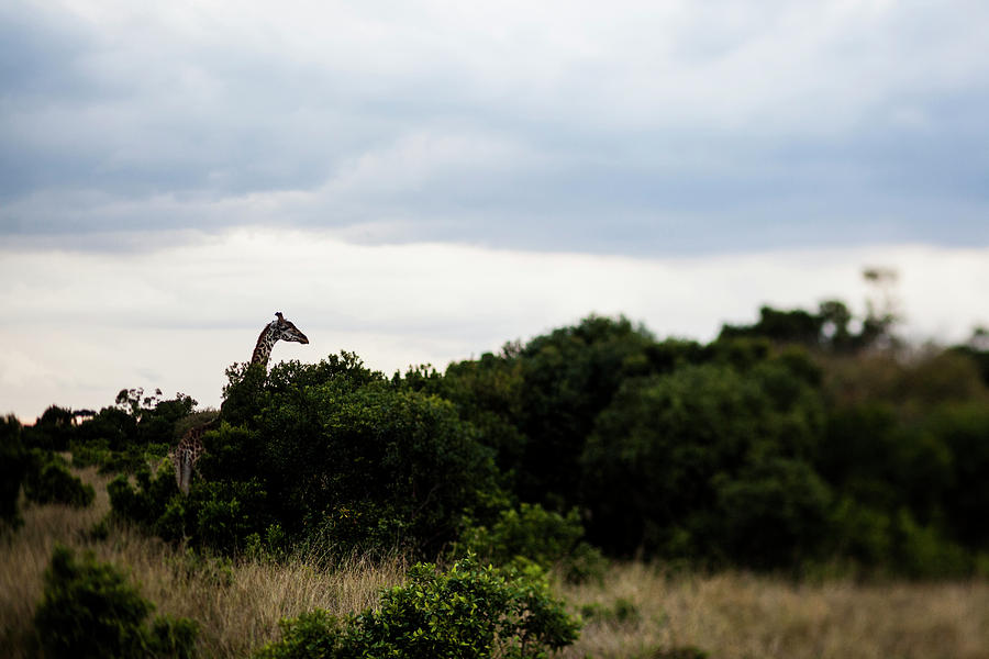 Wildlife Photograph - A Giraffe Giraffa Camelopardalis Among by Aaron Joel Santos
