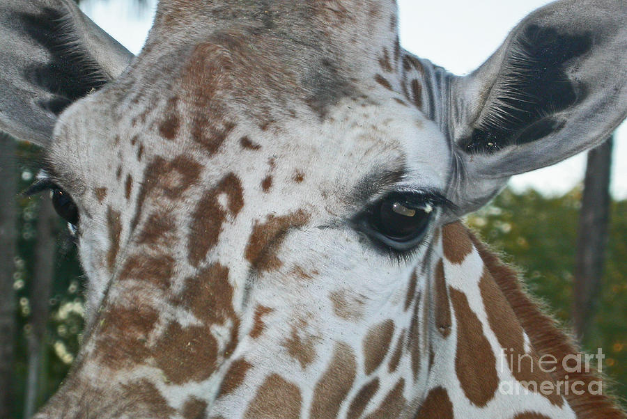A Giraffe in Close Up Photograph by Joan McArthur