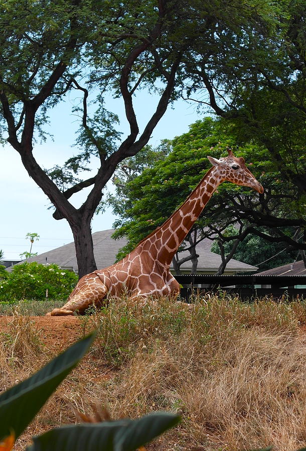 A Giraffe Rests in Honolulu Photograph by Michele Myers