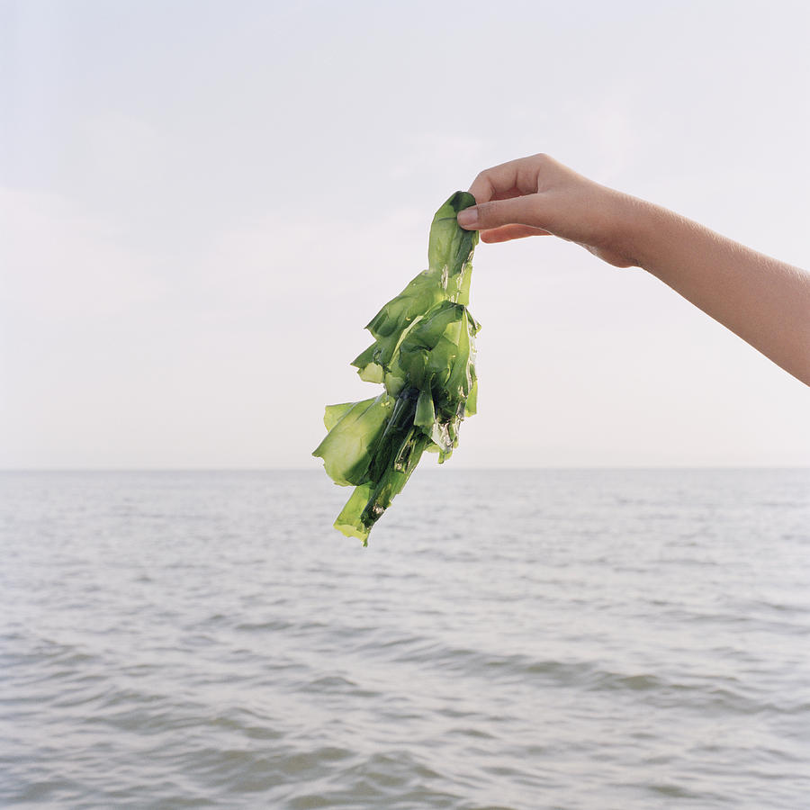 A girl holding up seaweed, focus on hand Photograph by Heidi Yount