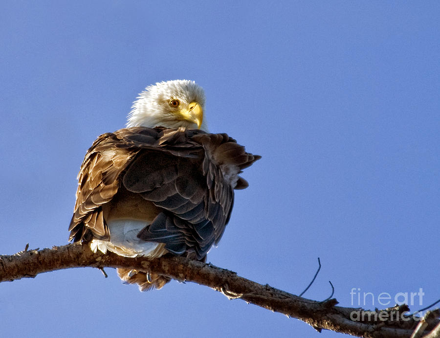 Eagle Photograph - A Glance Back by Claudia Kuhn