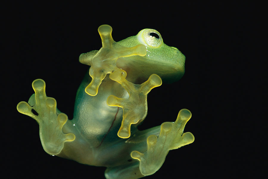 A Glass Frog Seen From Below Photograph by Peter Essick A Glass Frog Seen From Below Photograph by Peter Essick