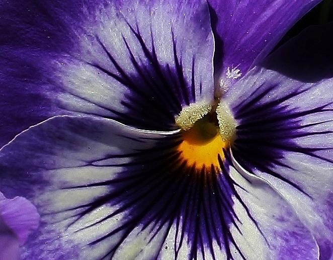 Nature Photograph - A Glimmering Star the Pansy Is by Bruce Bley