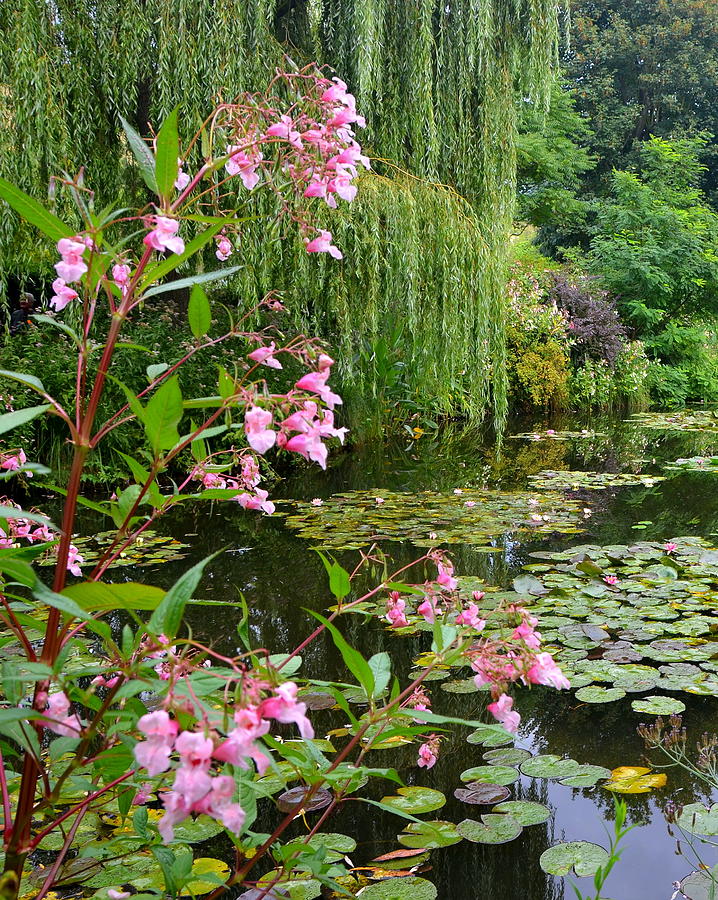 A Glimpse of Monets Pond at Giverny Photograph by Carla Parris