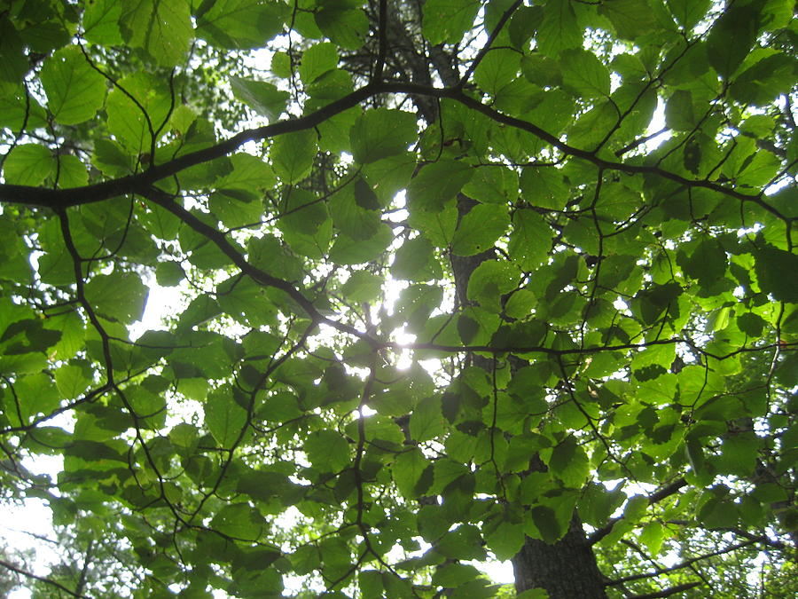 A Glimpse Through The Canopy Photograph by Melissa McCrann