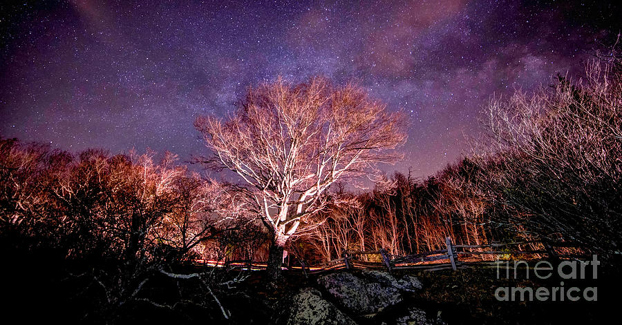 A Glowing Tree on Top Of The Mountain Photograph by Robert Loe