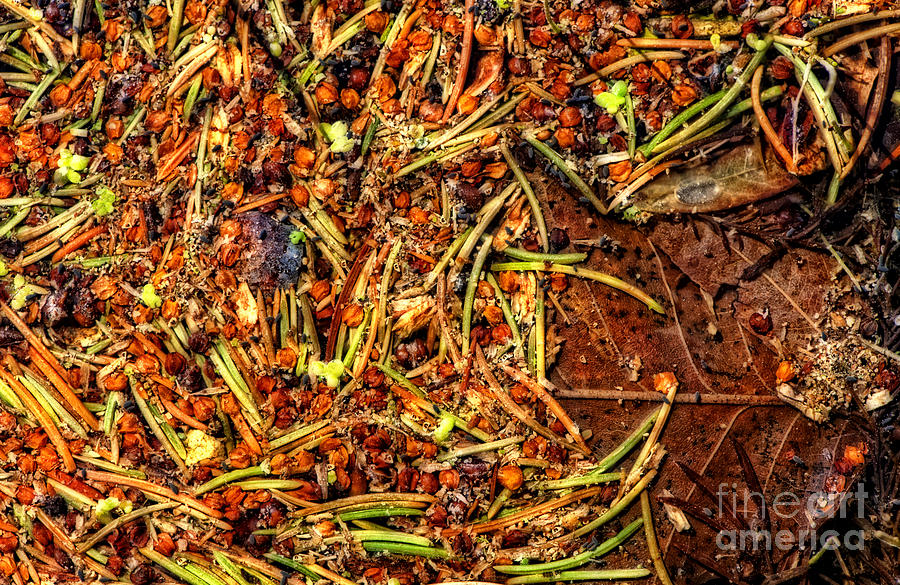 A Gluten Free Organic Abstract Photograph by Lee Craig