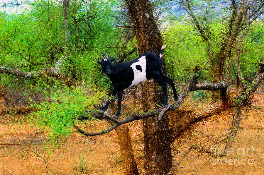 A Goat From Rimoi Photograph by Morris Keyonzo
