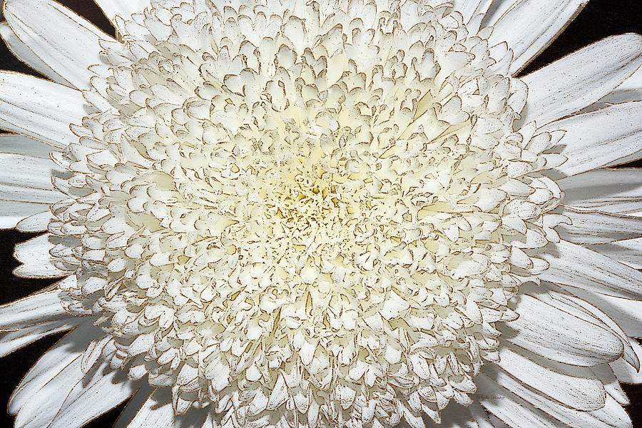 A Gold Touched White Mum Photograph by Phyllis Denton