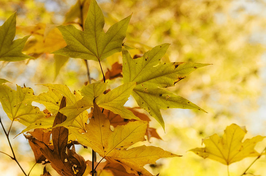 Fall Photograph - A Golden Autumn Morning  by Saija Lehtonen